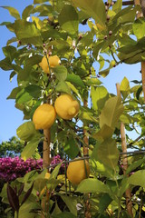Lemon tree with fruits in the garden