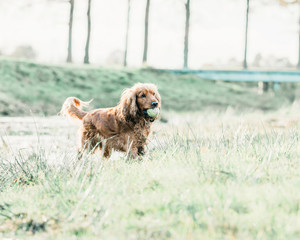 Playful cocker spaniel with tennis-ball in mouth standing in meadow.