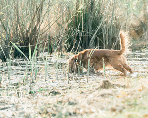 Fototapeta na wymiar Cocker spaniel searching in marshy field.