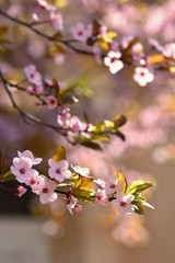 Spring flowers. Beautifully blossoming tree branch. Japanese Cherry - Sakura and sun with a natural colored background.
