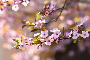 Fototapeta na wymiar Spring flowers. Beautifully blossoming tree branch. Japanese Cherry - Sakura and sun with a natural colored background.