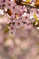 Spring flowers. Beautifully blossoming tree branch. Japanese Cherry - Sakura and sun with a natural colored background.