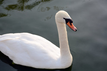 White swan on a dark lake background