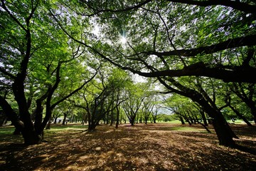 Fototapeta premium 緑の公園 