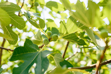 Fig trees, small fruits. Ripening figs on the tree.