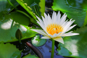 Lotus flower or water lilly white close up beautiful in nature © pramot48