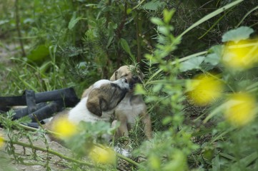 Obraz premium Cucciolotti di cane in libertà