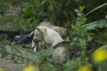 Cucciolotti di cane in libertà