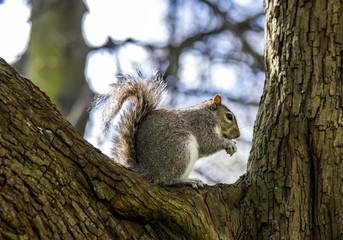 écureuil, green Park, Londres