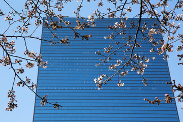 image building and sakura