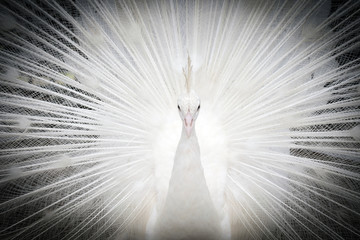 Close-up white peacock on spreading tail-feathers