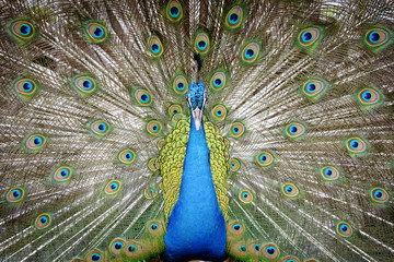 Close-up peacock on spreading tail-feathers