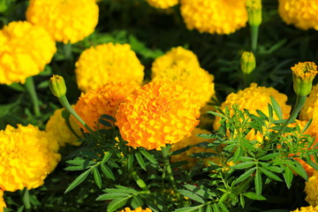 marigold yellow-orange flower blooming beautiful in garden  : Select focus with shallow depth of field. (Tagetes erecta, Mexican marigold, Aztec marigold, African marigold)