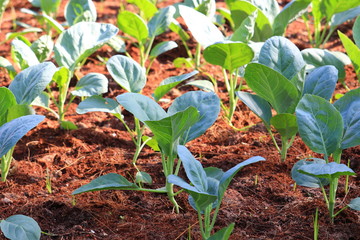 Chinese kale vegetable in the garden