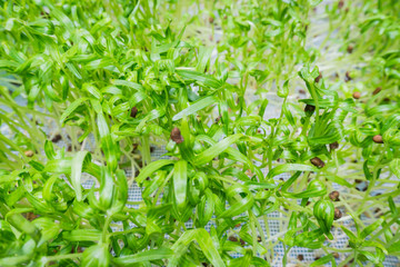 Close up of green small buds and seeds growing.