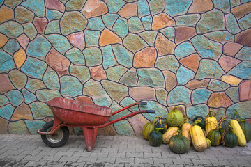 Old wheelbarrow and zucchini harvest in the stone wall background