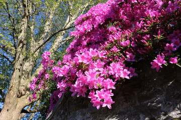 Pink flowering mini azaleen in spring, Italy