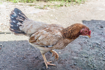 brown hen