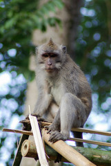 バリ島の生き物