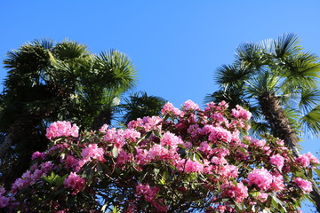 Fototapeta na wymiar Rhododendron blooming in spring, Italy