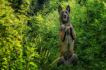 Hund macht Männchen