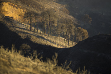 Forest fire.