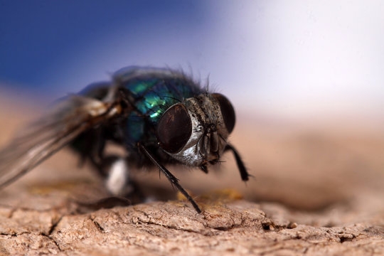 mouche