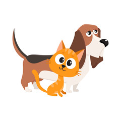 Basset hound dog and red cat, kitten characters, pets, friendship concept, cartoon vector illustration isolated on white background. Basset hound dog and red cat characters, friends