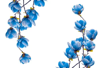Deurstickers Bloemen Magnolia blue flower blossom isolated on white background
