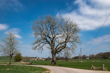 Obraz premium Frühlingsland