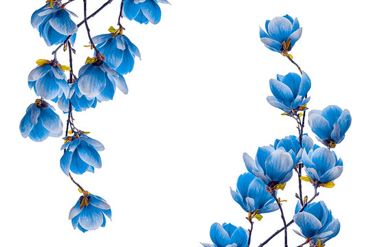 Fototapeta Magnolia blue flower blossom isolated on white background