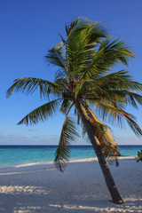 Fototapeta na wymiar Palm tree on the tropical paradise beach, Maldives