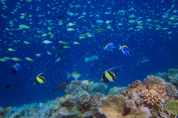 Fototapeta na wymiar Variety of colorful fishes in the water column on the coral reef beside Maldive islands