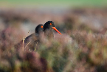 Pair of African oyster catchers in heath