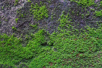 Old concrete Brick Wall with Moss.