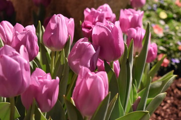 Pink Tulips
