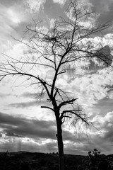 The dry branch of tree over the sky.Black and white