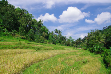 バリ島の農村