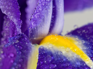 image of flower petal in the garden close-up