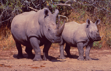 Südafrika: zwei Rhinozerosse versperren den Weg auf der Landstrasse