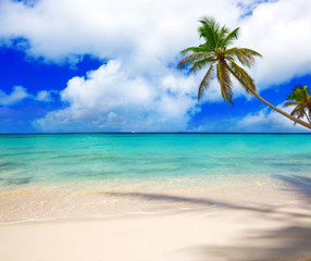 Caribbean sea and palm tree.