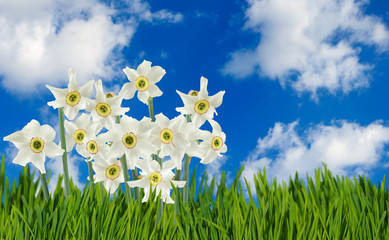 Fototapeta na wymiar Image of beautiful flowers narcissus in garden close-up