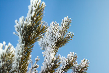The branch of a pine covered with snow.