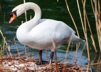 White swan while hatching the eggs in the nest made of reeds