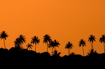 Fototapeta na wymiar Silhouette of Palm tree