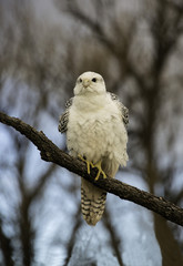 Gyrfalcon ruffling his feathers in the cool morning air