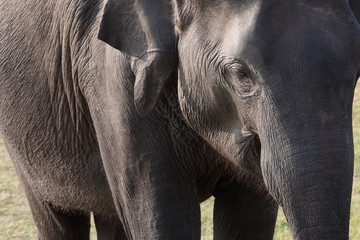 Fototapeta premium Elefantenportrait