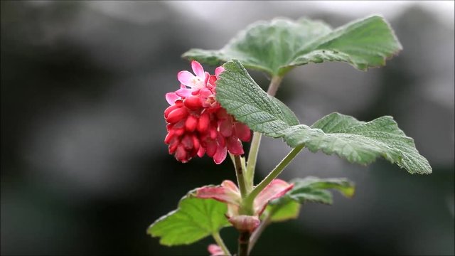 blooming red currant, Ribes Sanguineum

