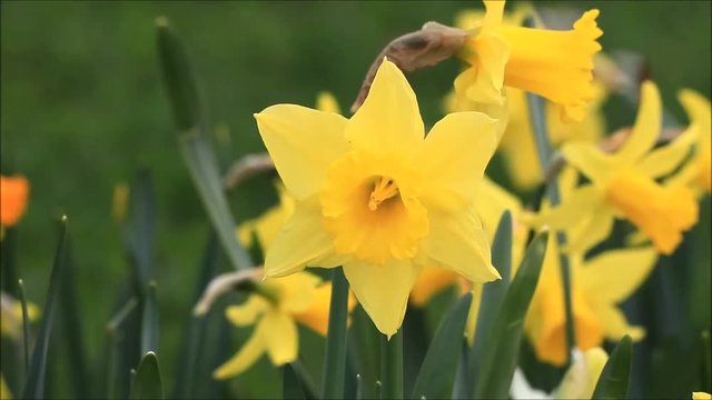 blooming daffodils in spring

