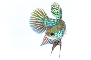 Siamese fighting fish isolate on white background.